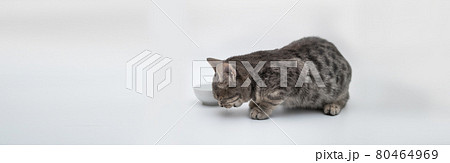 Funny grey kitten eating food from a white bowl on a white background with copy space. Pets care concept. 80464969