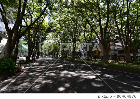 宮城　仙台市　定禅寺通り　メディアテーク　周辺の風景 80464976
