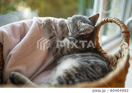 Tabby kitten cute sleeping in a wicker basket 80464992