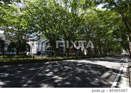 宮城 仙台市 定禅寺通り メディアテーク 周辺の風景 宮城 仙台市 定禅寺通り メディアテーク 周辺の風景 80465067