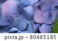 紫陽花 80465185