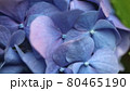 紫陽花 80465190