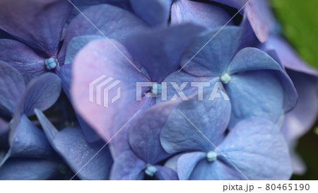 紫陽花 紫陽花 80465190