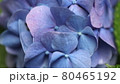 アジサイの花 80465192