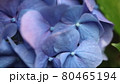 紫陽花の花 80465194