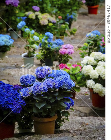 奈良 長谷寺の初夏 紫陽花 階段の写真素材