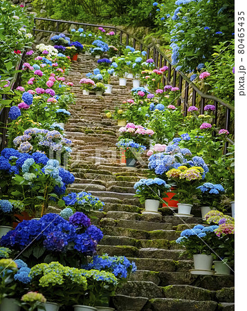 【奈良】長谷寺の初夏 紫陽花 階段 【奈良】長谷寺の初夏 紫陽花 階段 80465435
