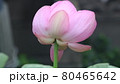 雨上がりの蓮の花 80465642