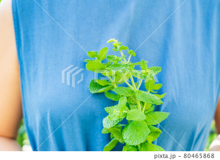 アップルミントの葉を持つ女性 アップルミントの葉を持つ女性 80465868