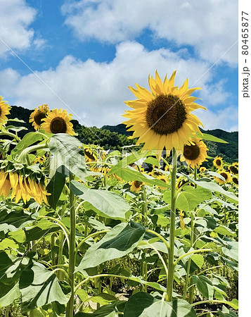 満開のひまわり畑 満開のひまわり畑 80465877