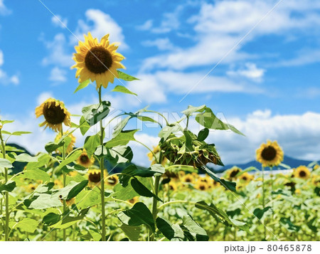 満開のひまわり畑 80465878
