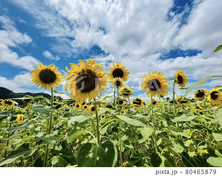 満開のひまわり畑 80465879