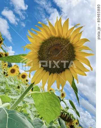 青空とひまわり 80465880