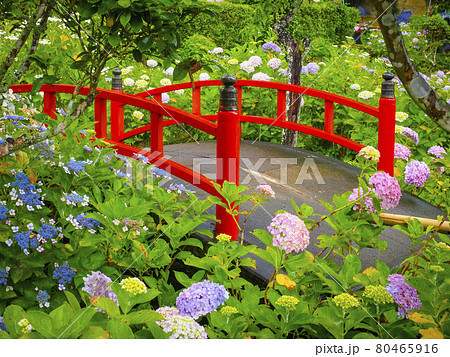 【静岡】極楽寺の紫陽花 80465916