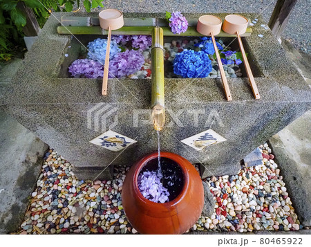 【静岡】極楽寺の紫陽花 80465922