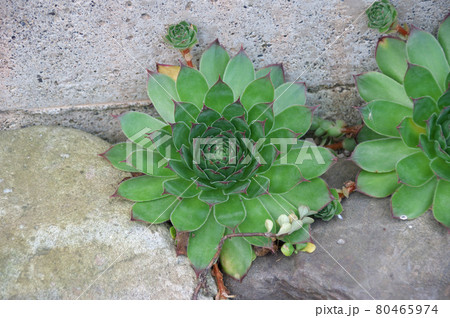 センペルビウム・メテニアナム 80465974