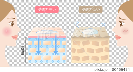 高滲透皮膚和低滲透皮膚女性和橫截面 高滲透皮膚和低滲透皮膚女性和橫截面 80466454