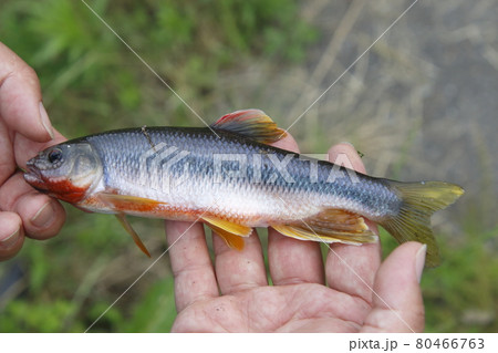 釣り上げたカワムツ（雄） 80466763