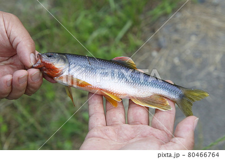 釣り上げたカワムツ(雄) 釣り上げたカワムツ(雄) 80466764