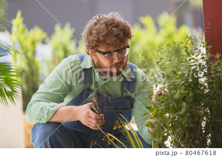 Close-up Caucasian redheaded bearded man, farmer working in garden, outdoors Concept of professional occupation, work. Close-up Caucasian redheaded bearded man, farmer working in garden, outdoors Concept of professional occupation, work. 80467618