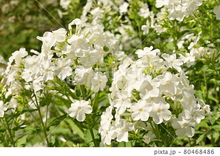 フロックス ハナシノブ科の白い花の写真素材