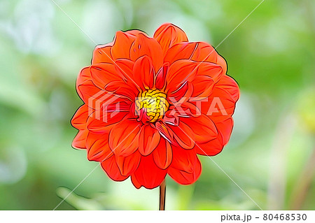 パステル調　”ダリア”　イラストイメージ 80468530