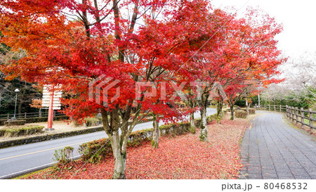 鹿児島の道路脇の紅葉 80468532