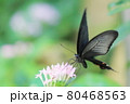 クロアゲハ 80468563