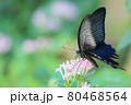 クロアゲハ 80468564