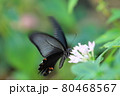 クロアゲハ 80468567