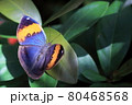 コノハチョウ 80468568
