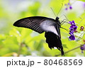 クロアゲハ 80468569