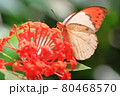 ツマベニチョウ 80468570