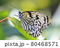 オオゴマダラ 80468571
