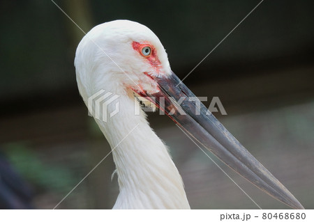 コウノトリ 80468680