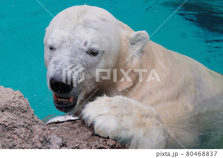 ホッキョクグマ ホッキョクグマ 80468837