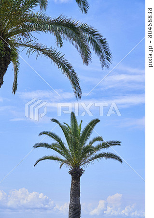 青空にそびえるカナリーヤシ 80468838