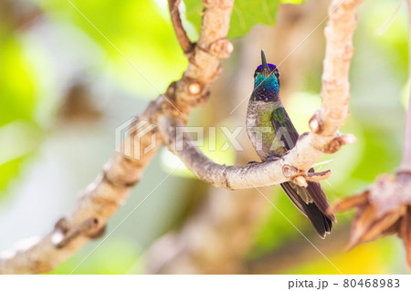 コスタリカに生息する空飛ぶ宝石ともいわれるハチドリ コスタリカに生息する空飛ぶ宝石ともいわれるハチドリ 80468983