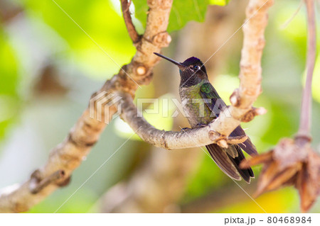 コスタリカに生息する空飛ぶ宝石ともいわれるハチドリ コスタリカに生息する空飛ぶ宝石ともいわれるハチドリ 80468984