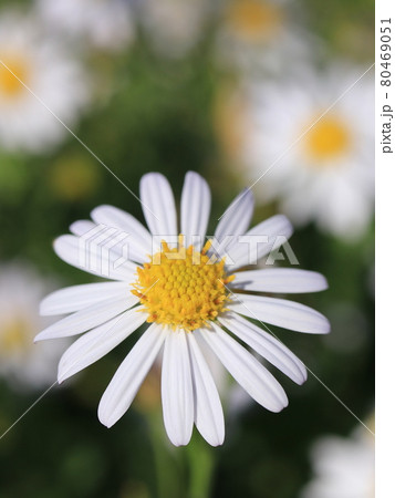 野菊の花の写真素材