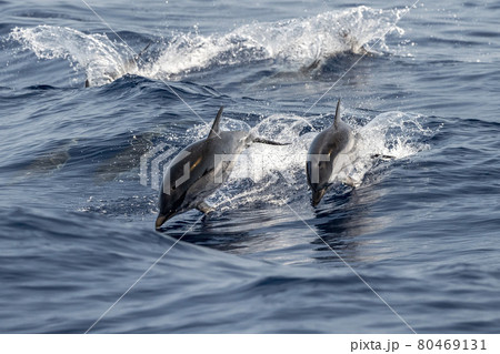 striped Dolphin while jumping in the deep blue sea 80469131