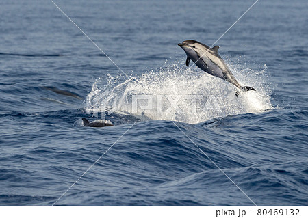 striped Dolphin while jumping in the deep blue sea 80469132