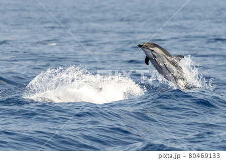 striped Dolphin while jumping in the deep blue sea 80469133
