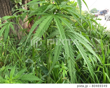 南アジアのストリートで逞しく育つ雑草大麻（大木と車の背景セット） 80469349