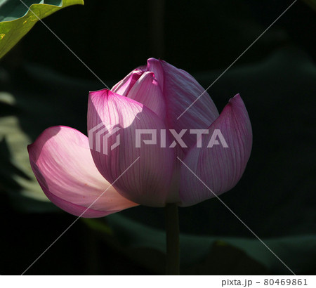 蓮の花クローズアップ 蓮の花クローズアップ 80469861