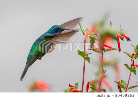 コスタリカに生息する空飛ぶ宝石ともいわれるハチドリ コスタリカに生息する空飛ぶ宝石ともいわれるハチドリ 80469863