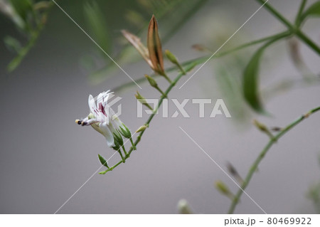 Andrographis paniculata herb as medicine and herb plant 80469922