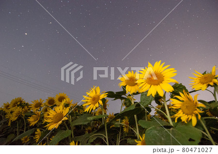 ひまわりと星空 80471027