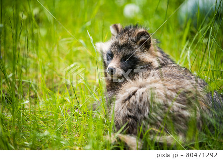 Cute fluffy raccoon dog sitting in the green grass 80471292
