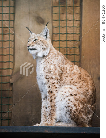 Curious and beautiful boreal Eurasian lynx, Lynx lynx Curious and beautiful boreal Eurasian lynx, Lynx lynx 80471305